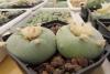 Lophophora lutea