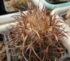 Coryphantha  kracikii KKR339