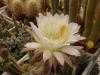 Trichocereus schickendantzii