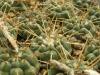 Gymnocalycium vatteri 1 long erect spine