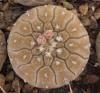 Gymnocalycium platygonum1