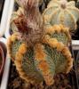 Astrophytum CAPAS cv 'Ooibo' rusty areoles