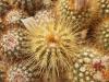 Notocactus ampliocostatus