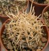 Pediocactus  peeblesianus  v. fickeisenii RP117 Coconino Plat., menzelii'