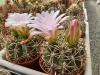 Gymnocalycium achirasense