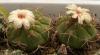 Gymnocalycium marquezii KK521