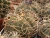 Gymnocalycium spegazzinii X cardenasianum F2