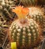 Notocactus muegelianus