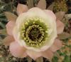 Lobivia jajoiana cv. Anemone