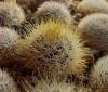 Mammillaria marcosii yellow sp