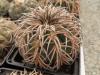 Gymnocalycium spegazzinii DJF 248