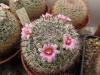 Mammillaria jaliscana L1048