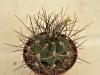 Astrophytum  ornatum x crassispinum 'Socorro'