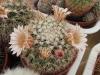 Mammillaria melanocentra SB557