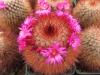 Mammillaria spinosissima cv. Super Red