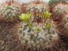 Mammillaria petrophila L052 green fl