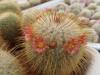 Mammillaria dixanthocentron Rog140