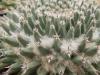 Mammillaria sempervivi SB91