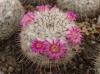 Mammillaria cadereytensis