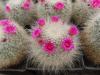 Mammillaria hahniana