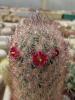 Mammillaria pottsii