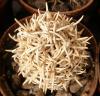 Pediocactus peeblesianus  v. fickeisenii RP117  Coconino Plat., 'menzelii'