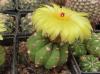 Notocactus  ottonis v. paraguayensis P414 1pkt