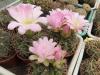 Gymnocalycium achirasense