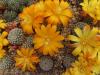 Rebutia krainziana yellow fl