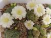 Rebutia krainziana pure whithe fl