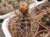 Gymnocalycium mazanense Poman