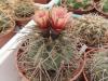 Gymnocalycium spegazzinii