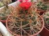 Gymnocalycium  tillianum R227