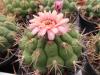 Gymnocalycium pflanzii pink fl