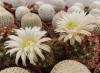 Mammillaria wrightii v. wolfii