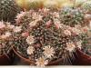 Mammillaria saxicola Repp1139