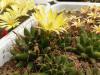 Mammillaria/Dolichothele longimamma  v. uberiformis