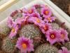 Mammillaria microcarpa SB 1778