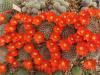 Rebutia fiebrigii  v. densiseta R 89