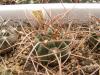 Gymnocalycium guanchinense VS36