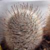 Mammillaria viescensis ML546