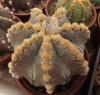 Astrophytum cv  'Andromeda'