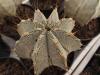 Astrophytum  ornatum X onzuka