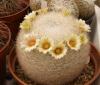 Mammillaria candida