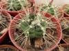 Echinocereus  knippelianus v. kruegeri