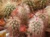 Echinocereus  russanthus SB420