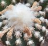 Discocactus  woutersianus cv. albispinum NEW