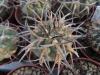 Gymnocalycium  stellatum  v. paucispinum cv