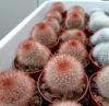 Mammillaria schwarzii red sp NEW