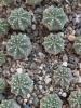 Aztekium rtteri